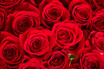 bouquet of red beautiful roses close up