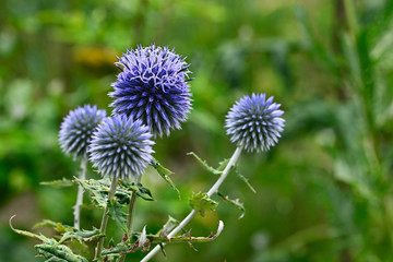 Echinops - whitetail flower in nature.