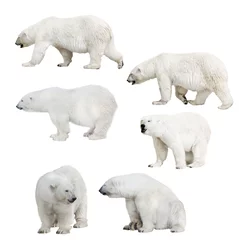 Deurstickers zes geïsoleerde ijsberen © Alexander Potapov