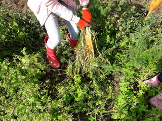 Obraz premium carrot digging