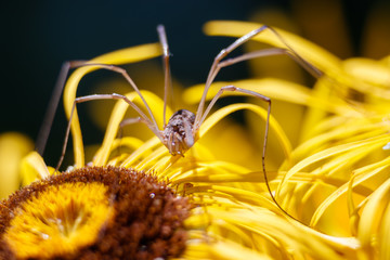 Longleg spider on the flower macro take
