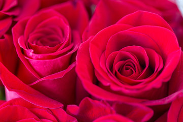 Close up image of red roses