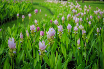 Flower of Curcuma sessilis..