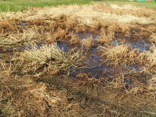 雨上がりの刈田風景