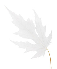 maple tree grey fine leaf skeleton on white