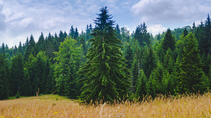 Fototapeta na wymiar Wild pine forest, remote wild nature
