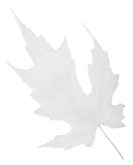 isolated maple tree grey fine leaf skeleton