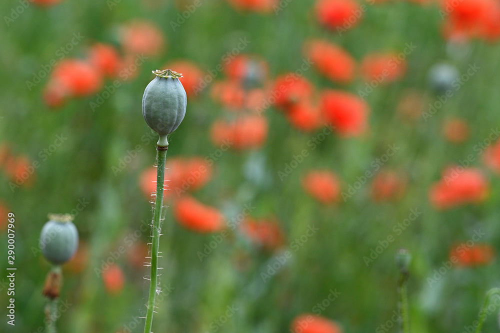 Sticker green poppy sticks in the field.