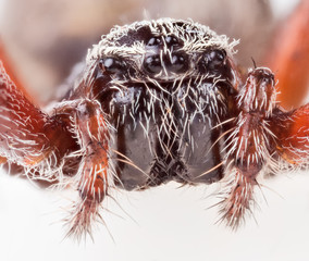 brown orb-weaver spider extreame closeup