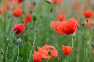 Red poppy flower in the field.