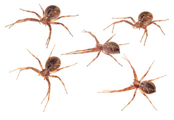 five dark brown isolated spiders