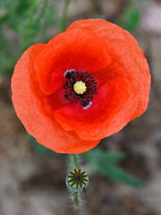 Red poppy flower in detail on field.