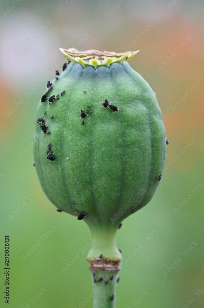 Sticker black aphids on poppy mace in nature.