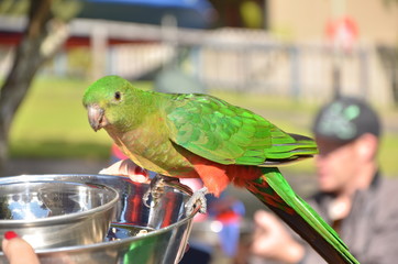 A green parrot in Australia