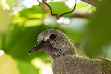 Pigeon chick (Streptopelus capicola) view from nest, delivery pl