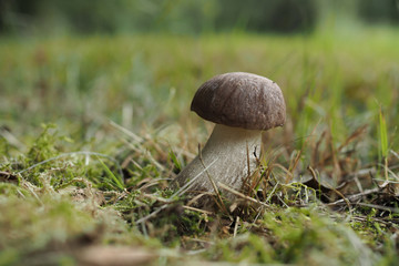 Birkenpilz, Leccinum scabrum