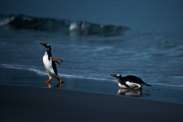 two gentoo penguins arriving back on the beach at dusk - 290008553