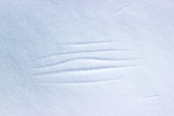 Wing bird traces on the fresh snow