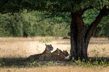 Naklejka na ściany i meble Wildlife scene of Mother Tiger Ladali or T8 and her cubs are under shadow or shade of big tree during one morning safari at Ranthambore National Park, Rajasthan, India - Panthera Tigris Tigris