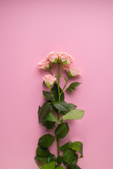Pink rose flowers on pastel pink background. Flat lay, top view
