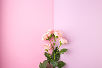 Flowers composition. Pink rose flowers on pastel pink background