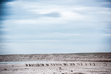 gentoo penguins lining up on the beach - 290009387