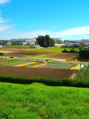 土手から見る郊外の秋の畑風景