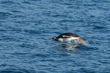 gentoo penguin porpoising in the sea - 290010151