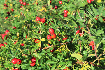 red berries on shrubs