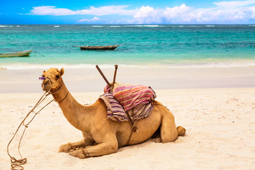 Camel at African sandy Diani beach, Indian ocean in Kenya, African landscape.