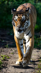 Tiger - High Resolution