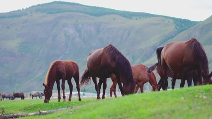 horse eat grass in meadow