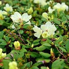 残雪と新緑に包まれた大雪山に咲く満開のキバナシャクナゲの花＠北海道