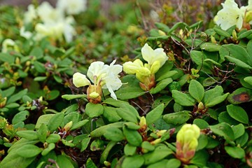 Obraz premium 残雪と新緑に包まれた大雪山に咲く満開のキバナシャクナゲの花＠北海道