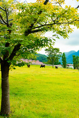 兵庫県・神戸牛の故郷　但馬地域