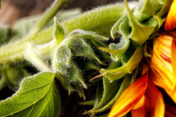 Beautiful sunflower close-up. Details of the flower. Bright flower.