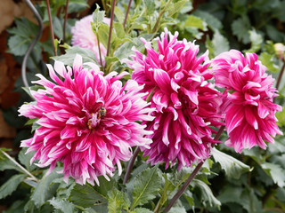 Dahlia - Dark pink Semi-cactus dahlia with end of the petals tinged with white 