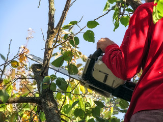 A man with a chainsaw cuts off old tree branches on an autumn sunny day. Garden improvement...
