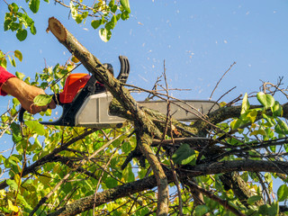 One male hand holds a chainsaw and cuts branches with green leaves in the air against a blue sky,...