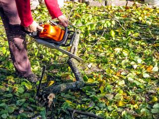 A man sawing a wooden snag on the ground among yellow-green leaves. Worker holds a chainsaw and saws a branch on an autumn sunny day, sawdust flying around, background with copy space