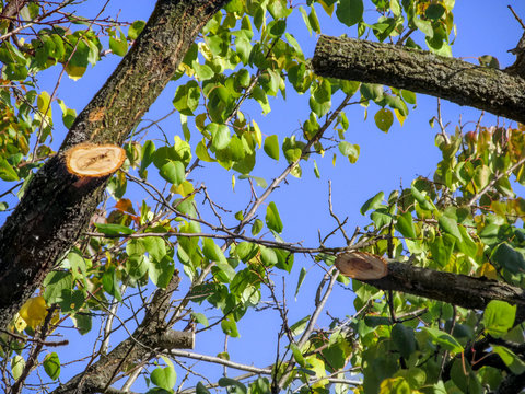 A wound of a sawn branch on a fruit tree trunk. Background with copy space, concept of spring and autumn tree pruning, twigs with green leaves against a blue sky