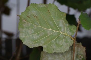 Leaves the autumn has blown from the trees