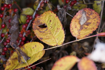 Leaves the autumn has blown from the trees