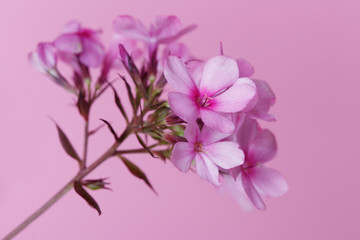 Branch of lilac phlox Isolated on a pink background, close-up.