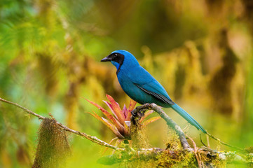 Cyanolyca turcosa or Turquoise jay The bird is perched on the branch nice natural environment of wildlife..