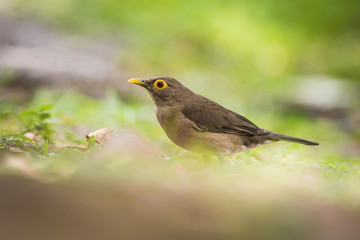 Turdus nudigenis or Spectacled thrush The bird is perched on the branch nice natural environment of wildlife of Trinidad and Tobago..