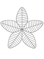 vector illustration of a leaf 