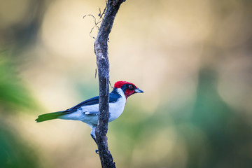 Paroaria nigrogenis, Masked cardinal The bird is perched on the branch in nice wildlife natural environment of Trinidad and Tobago..