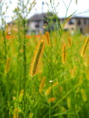 新興住宅地の野原の狗尾草