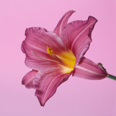Bright daylily flower isolated on pink background.